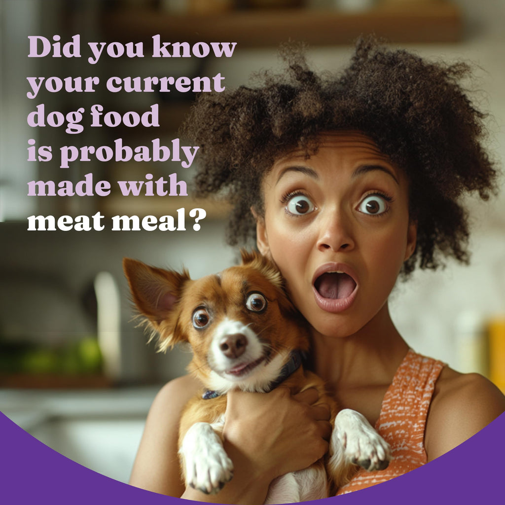 Dry Dog Food, Cage-Free Chicken & Brown Rice Recipe, 21 lb K685