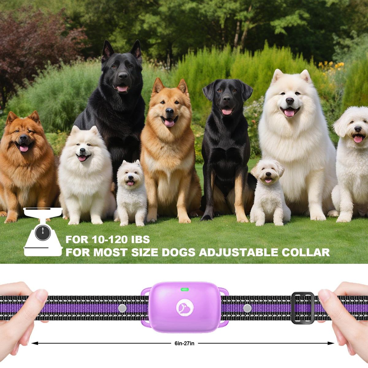 Dog Training Collar with Remote Purple D828