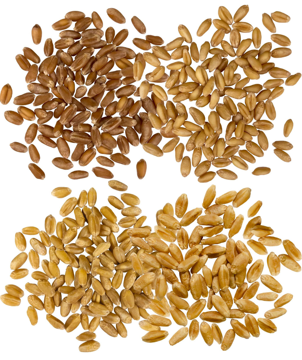 Hard Red Winter and Spring White Wheat Berries 100 LBS A89720